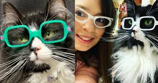 រឿងរ៉ាវកម្រជួបនៅពីក្រោយ ឆ្មាមួយក្បាលស្រលាញ់ការពាក់វ៉ែនតា  បានជួយសង្គ្រោះក្មេងៗរាប់រយនាក់