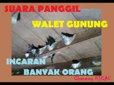 8 Suara Panggil Inap Dan Tarik Burung Walet Ideas Burung Walet Burung Rumah Burung