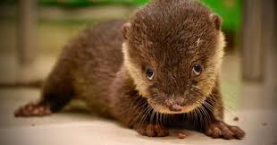 To be wild again, no one's child again. Tiny Otter Was Stolen From His Mom To Be Sold As A Pet Baby Animals Cute Animals Pets
