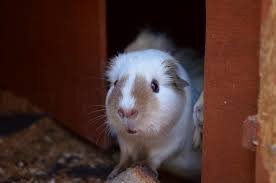 Guinea Pig White Brown