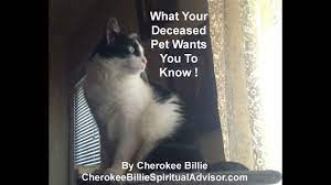 We did not find results for: What Your Deceased Pet Wants You To Know After Life Cherokee Billie Spiritual Advisor