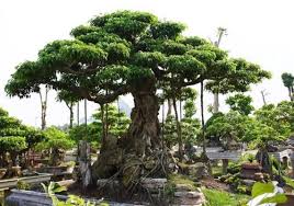 Đầu đuôi quả như này ạ. Cay Sanh Dang Trá»±c Quan Tá»­ Sieu Cay