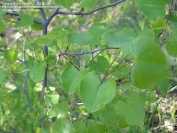 Eastern red maple, acer rubrum var. Plant Identification Closed Young Tree With Heart Shaped Leaves 1 By Reaver456