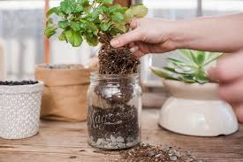 To successfully grow a plant in a pot without a drainage hole, you need to be super aware of soil moisture. Magnolia Blog On How To Plant In A Pot Without Drainage Holes Southern Living