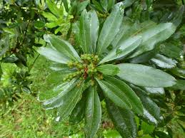 Image result for Myricaceae