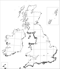 Image result for Crambe kilimandscharica
