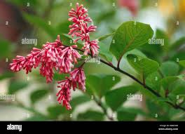 Image result for Syringa prestoniae