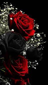 Discover free hd flower png images. Red Black Roses Rose Wallpaper Black Roses Wallpaper Red Roses Wallpaper