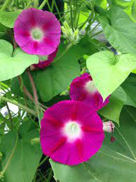 Morning Glories Morning Glory Flowers Amaryllis Flowers Beautiful Flowers
