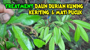.yaitu daun durian yang mengering di tepi tepinya, simak videonya sahabat music: Treatment Daun Durian Kuning Keriting Dan Mengering Kembali Subur Youtube