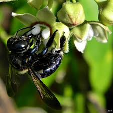 Carpenter bees get their name from their habit of boring into wood to make galleries for the both bumble bees and carpenter bees are unlikely to sting you unless you disturb their nests. Carpenter Bee Wikipedia