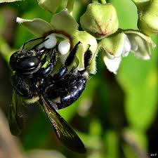 Where do honey bees go in the winter? Carpenter Bee Wikipedia