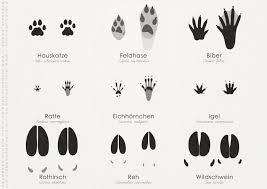 Trittsiegel Hidden Tracks Iris Luckhaus Illustration Design Marderhund Hauskatze Tierspuren