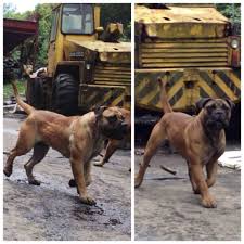 Black Boerboel Puppies For Sale In Bloemfontein Pin By Tina Walton On Boerboel And Misc Dog Stuff I Like Beautiful Dogs Dog Breeds Dogs
