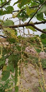 Image result for Alchornea cordifolia