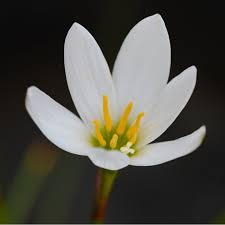 Image result for Zephyranthes candida