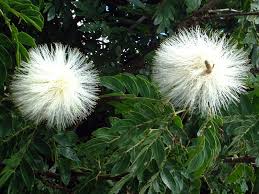 Image result for Calliandra haematocephala