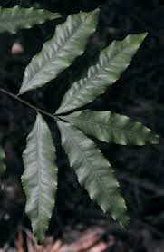 Image result for Ochna holstii