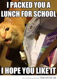 I Made You A Favor Human Funny Cat Memes Cute Funny Animals Funny Cats