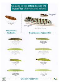 Caterpillars Of Butterflies Of Britain Ireland Laminated Id Chart