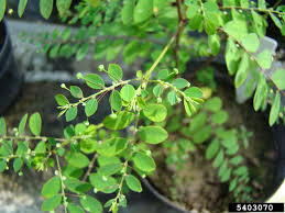 Image result for Phyllanthus tenellus