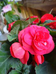 Deep Rose Tuberous Begonia