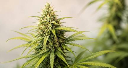 Prescription-grade Amnesia Haze medical flower, AI generated