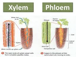 Both phloem and xylem are tubular structures that facilitate easy transportation. Leaf Structure Xylem Phloem Diagram Quizlet