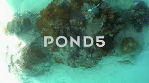 Underwater Tropical Pacific Coral Reef Bora Bora Island In Clear Textured Ocean Stock Footage Coral Reef Bora Underwate Coral Reef Bora Bora Island Underwater