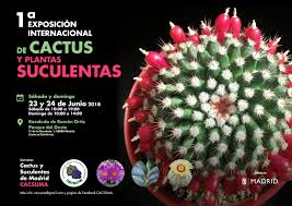 Como toda planta, los cactus y suculentas requieren de una dosis de luz solar directa la cual es indispensable ara su desarrollo saludable, sin embargo aunque a nuestros ojos nos parezca una planta que debería estar acostumbrada a un ambiente desértico, la realidad es que no es 100% así. Venta De Cactus En Madrid Cactofilos