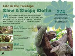 The research found the mammals, which live in the. 13 Sloth Questions Answered Tree Foundation