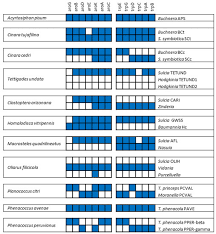Image result for Buchnera candida