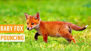 Animal groups and babies often have strange names. Friendly Baby Fox Pouncing Compilation Youtube