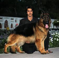 They prefer cooler climates if possible. What Is The Price Of German Shepherd Puppy In Pakistan