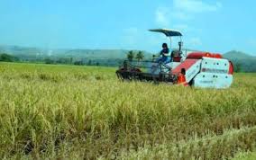 More than 70% of us wheat is winter (commonly used in bread production due to its high gluten content). Philmech Shifts To Needs Based Strategy In Farm Mechanization Philippine News Agency