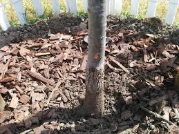 This swollen area has been called the root flare or root collar or root crown. Newly Planted Tree One Sided Root Flare
