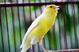 Jenis burung tledekan lengkap dengan gambarnya. Kenari Gacor Burung Kenari Gacor Burung Kenari Juara Suara Burung Kenari Burung Kenari Merupakan Burung Termahal Di Dunia Banya Burung Suara Binatang Lucu