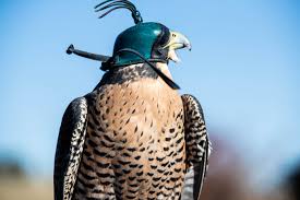 Maybe you would like to learn more about one of these? Meet Owls And Other Large Birds Of Prey Through This Colorado Nonprofit 303 Magazine