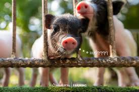 หนูนิด อรอุมา