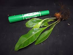 Image result for Elaphoglossum macropodium
