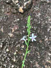 Image result for Priva flabelliformis