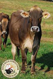 Pin On Cow