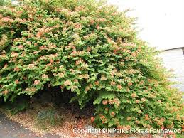 Image result for Bauhinia galpinii