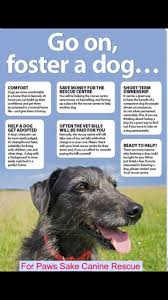 Foster A Dog Foster Dog Dog Spay The Fosters