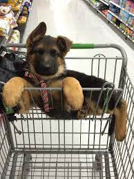 German shepherds should be well socialized early in life. German Shepherd Puppies Raleigh Nc