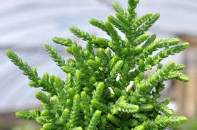 Pine trees are cultural symbols all around the world! Succulent Princess Pine Watchchain Plant Our Plants Kaw Valley Greenhouses
