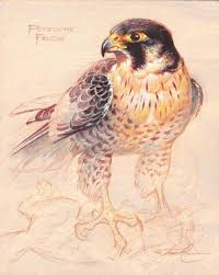 Ezra Tucker Peregrine Falcon Animal Art Bird Art Bird Drawings