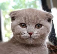 Little Fold Girl By Linda Leow Via Flickr Cat Scottish Fold Cute Cats And Kittens Scottish Fold