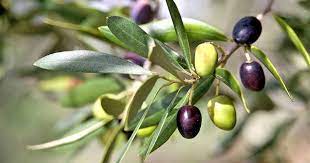 Because olive trees prefer full sunlight, this spacing prevents harmful shadowing that hinders fruit production lower on the canopy body. Learn How To Grow Olive Trees In The Home Landscape Gardener S Path