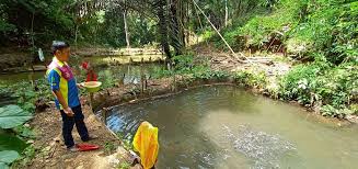 Kolam renang sendiri diciptakan memang khusus 4. Geliat Usaha Ikan Lele Patin Dan Nila Dalam Kolam Tanah Di Kampung Gemuhan Asa Dinas Perikanan Kabupaten Kutai Barat